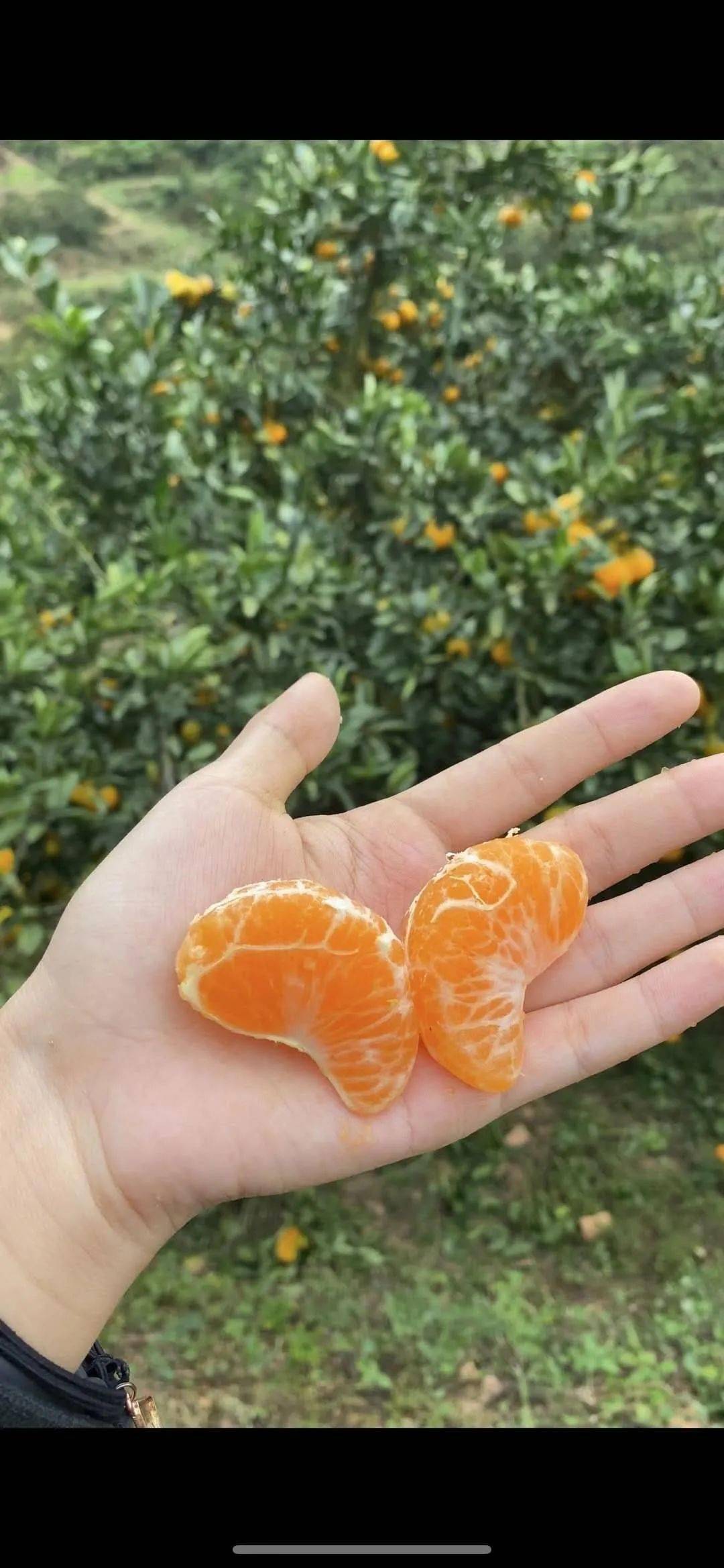 让这些可爱的桔子和橙子,远离城市的喧嚣和化学的烦扰,静静地吸收着大