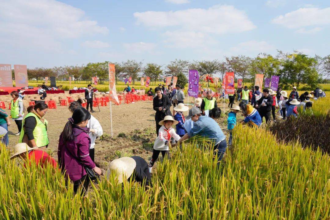 第二届上海新村稻米文化节丰收季活动启动