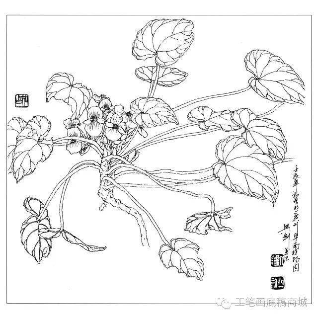 含笑高山藤繡球鳳梨鳳凰花倒掛金鐘非洲芙蓉大麗花垂絲海棠垂茉莉百合