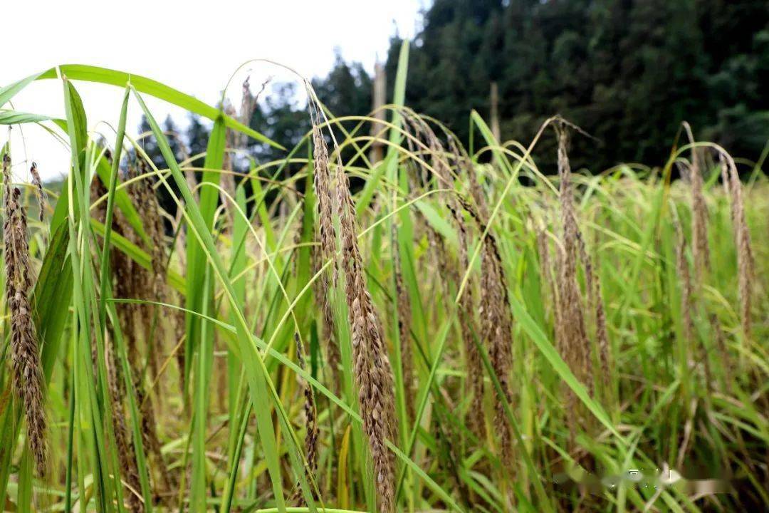 走向我们的小康生活紫黑香糯迎丰收脱贫增收香饽饽