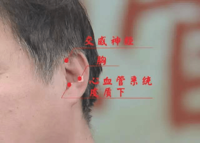 耳部降压沟的准确位置图片