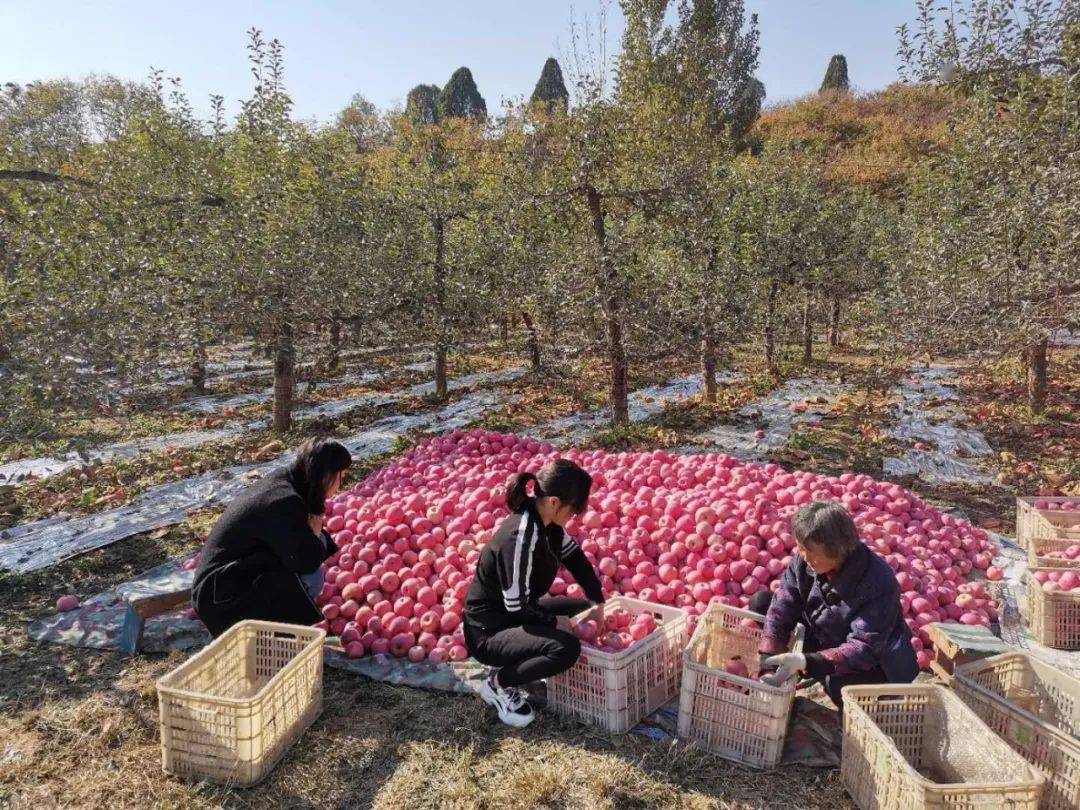 "浆水苹果"采摘节—香甜苹果喜迎八方游客