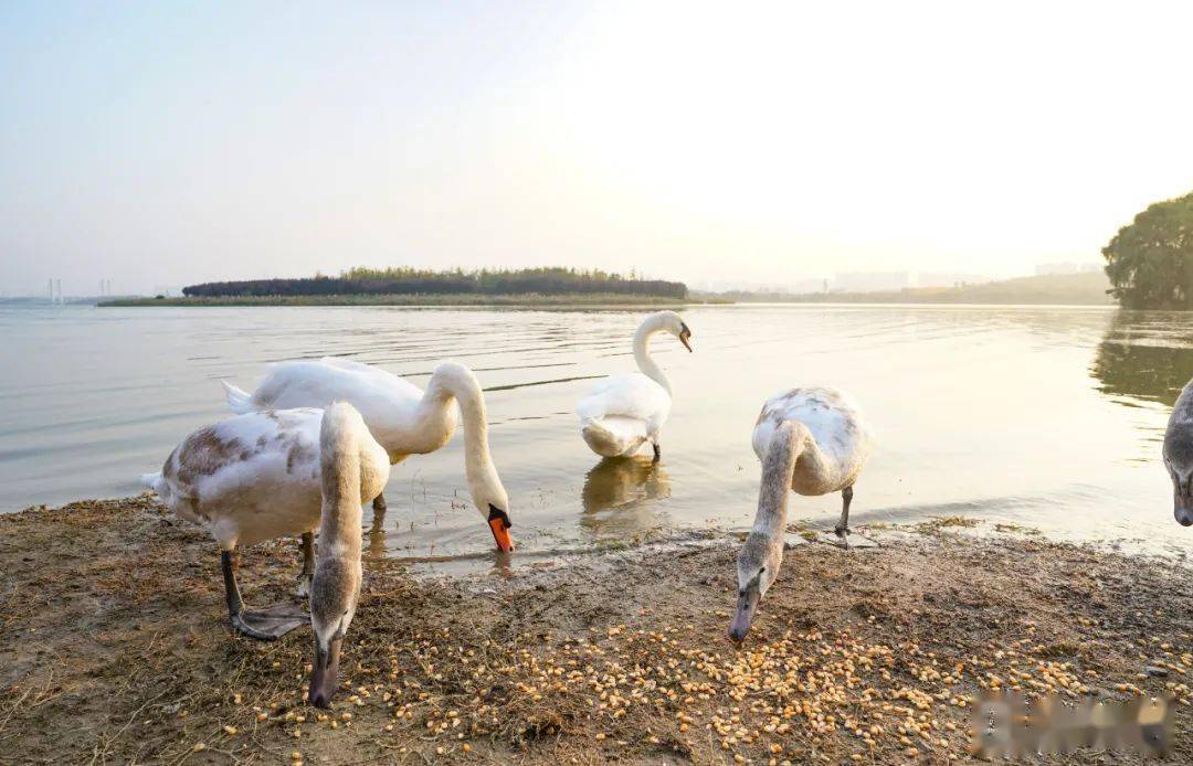 图解大爱之城北龙湖天鹅吃上爱心粮