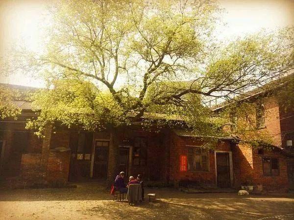 小小的村落里,泥泞的小路近旁,便是五奶奶寄身的破旧老屋,狭小的庭院