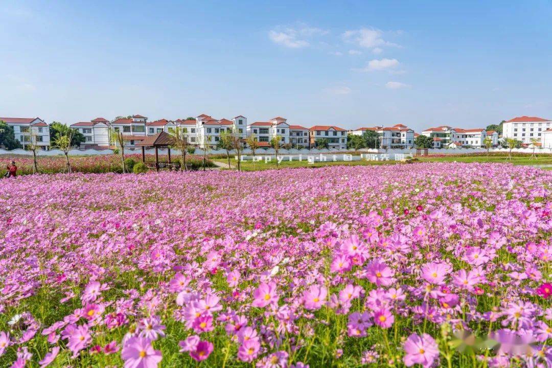 南康家居小镇被花海包围静候家博会开幕