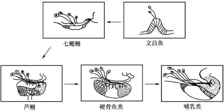 文昌鱼简笔画图片