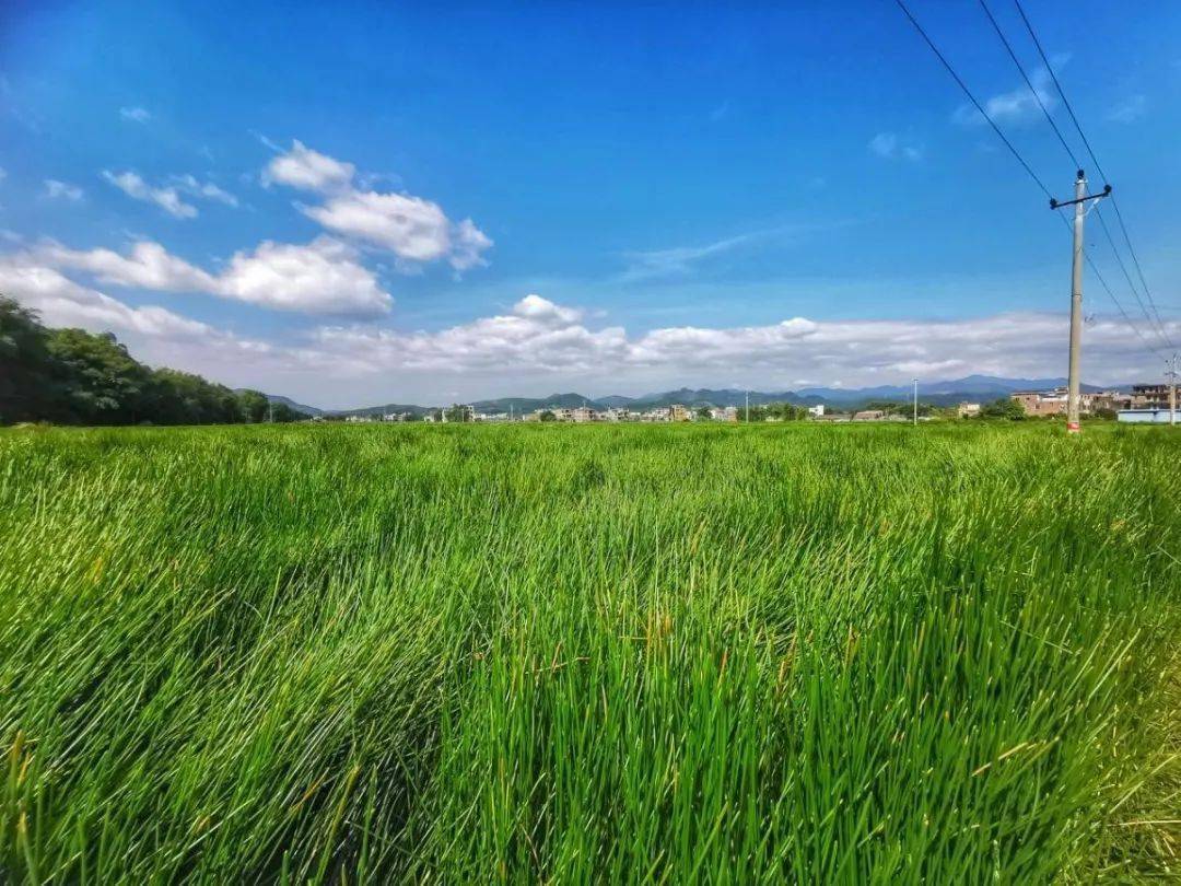 昔日丢荒耕地今成示范基地石岐筑巢引凤助贫困村大幅增收