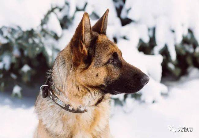 2:贵宾犬贵宾犬是狗狗中,智商排第二的狗狗,贵宾犬有分迷你,标准,巨型