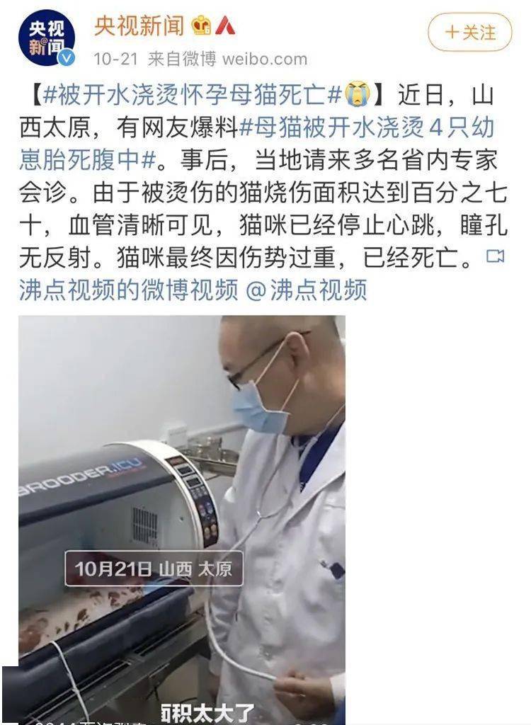 无独有偶,最近在山西太原也发生了一起虐猫事件.