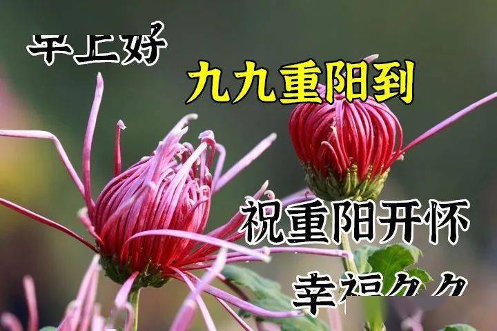 冬幕节