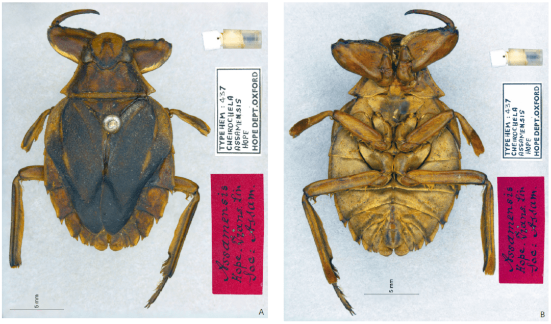 长额潜蝽属 cheirochela hope包括一些体型较大的