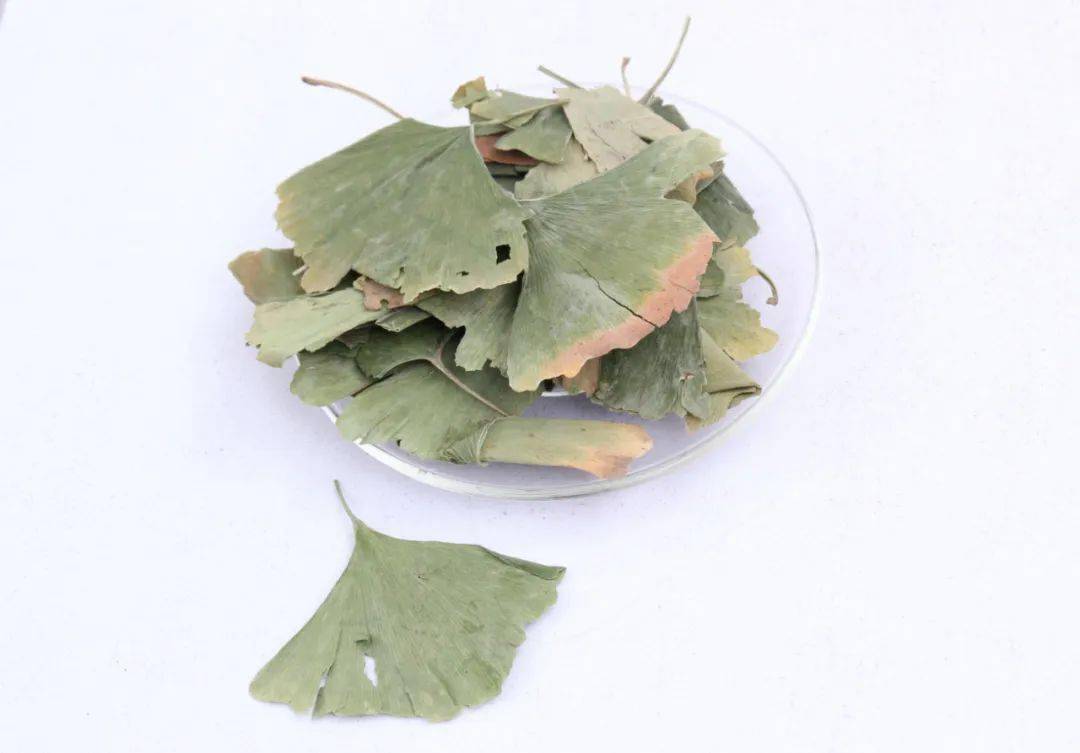 每日植物 | 银杏 Ginkgo biloba-搜狐大视野-搜狐新闻