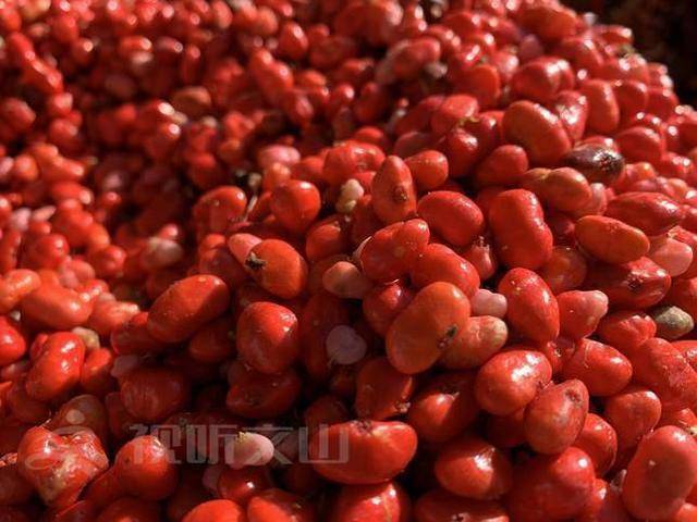 三七红籽新鲜上市 产量大减价格略涨