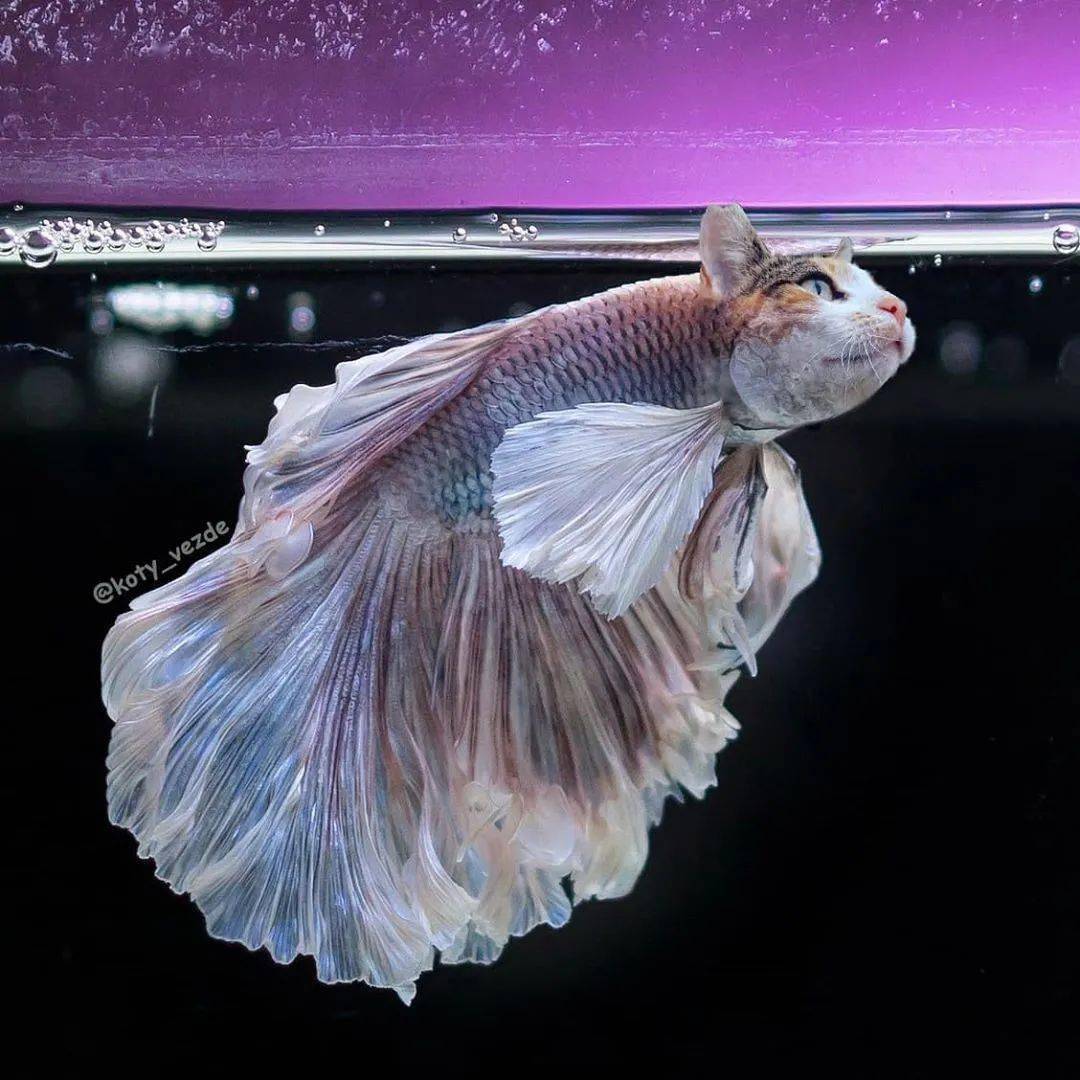 的老公,我要上岸了"我敢打赌,你绝对没有见过像下面这样绝美的猫猫鱼