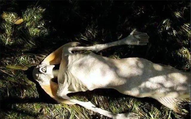 地球上4种神秘生物它已有上千名目击者或能证明其存在