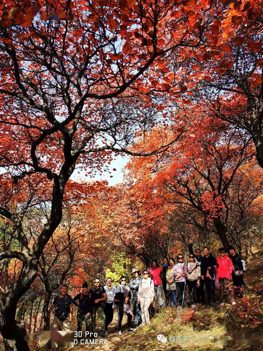 岱崮地貌红叶景观在各个景点均有零星分布岱崮地貌封山红叶林的面积有