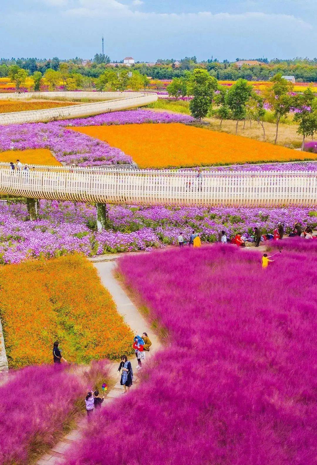 深秋的宿迁,这些地方已经斑斓如画._花海