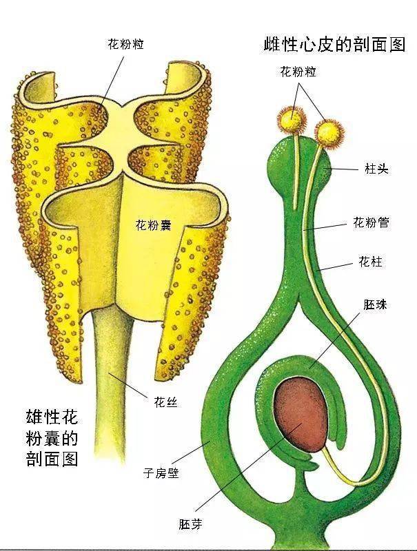 花粉管的柱頭不斷生長,下面是花柱,它們都在子房外,並通過胚珠中的一