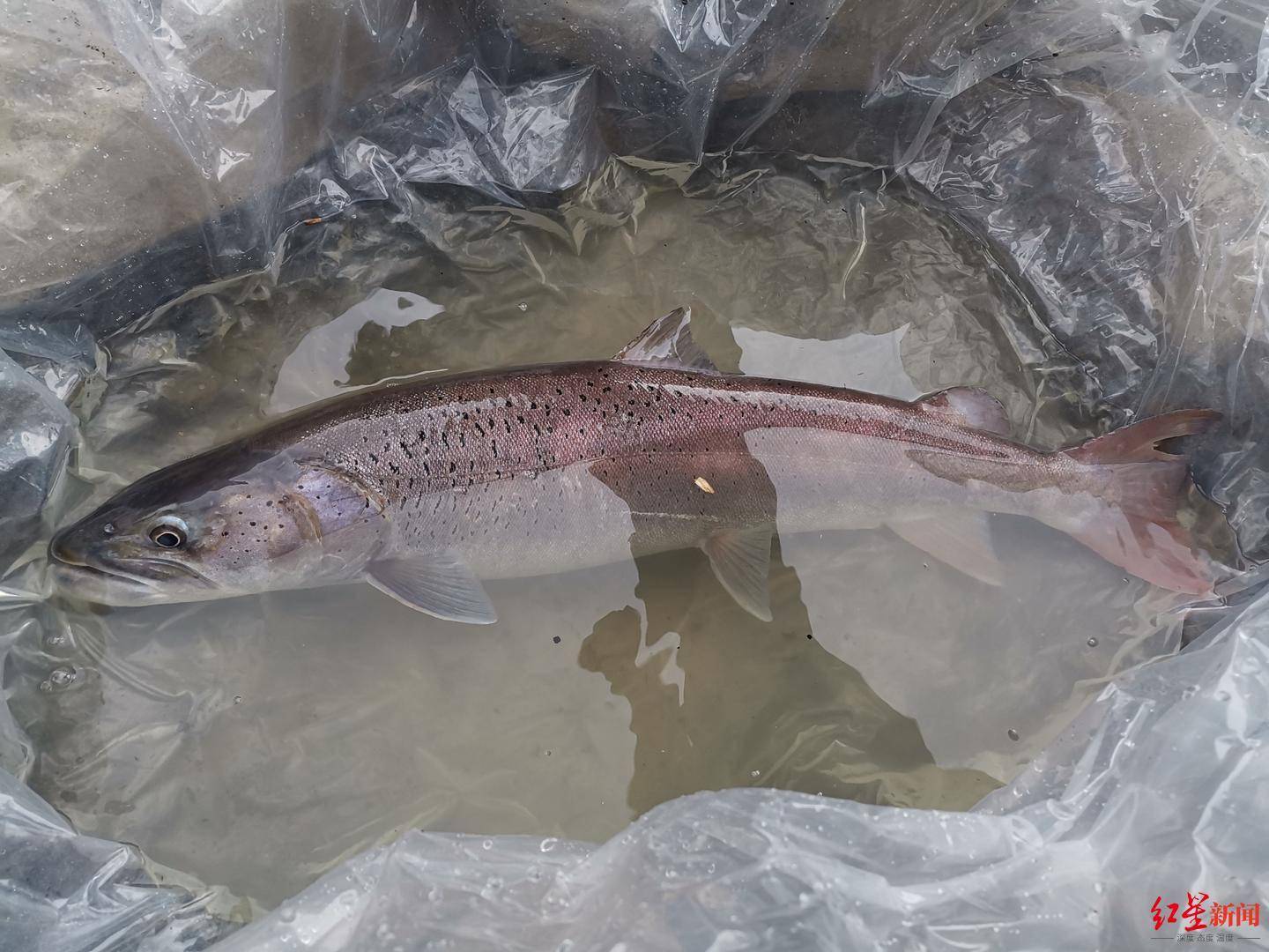 专吃雅鱼带着口粮放生四川首次放流水中老虎