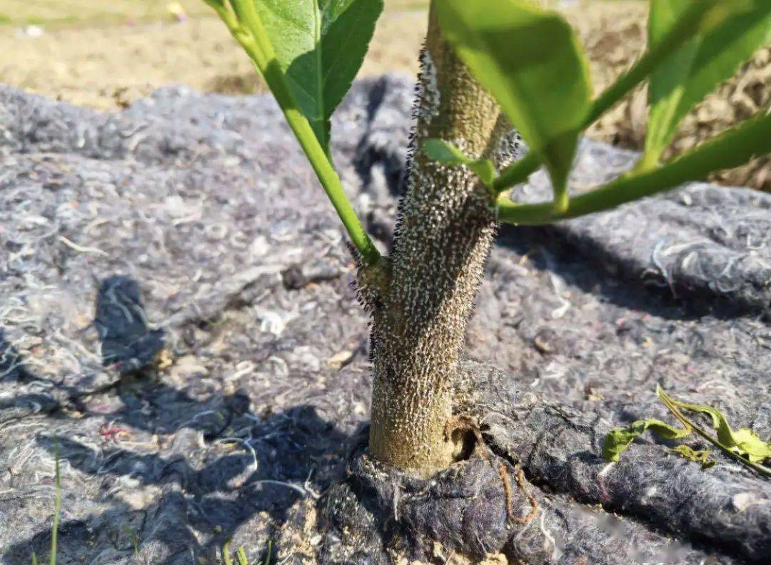 毛肚茎,幺蛾子,果脐裂…柑橘异常解析!
