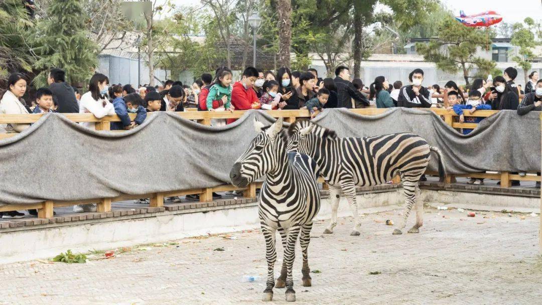 商丘动物园惊现担架,"吓哭的"老虎咬人了吗?