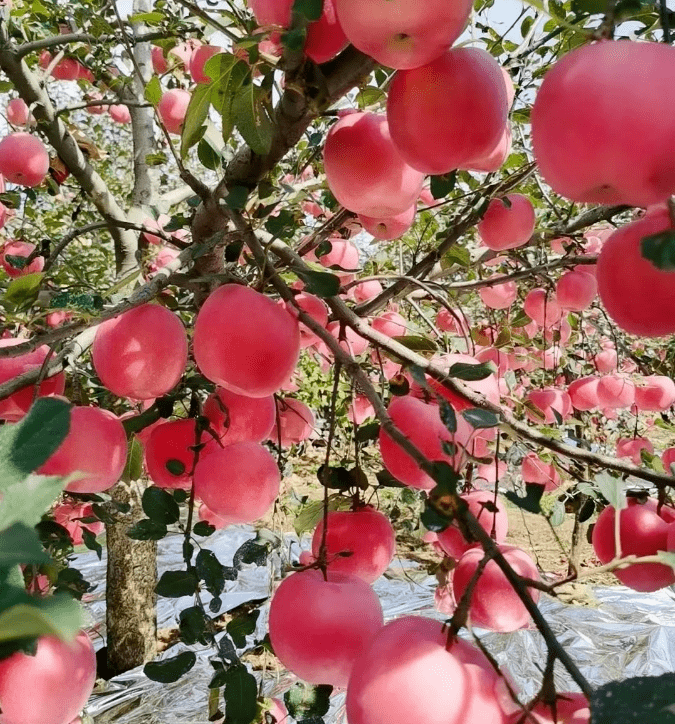 出口日本上央视的栖霞红富士苹果爆汁五米开外的那各种爽脆