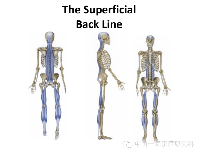 解剖列车人体12条筋膜链解析及具体手法操作_手机搜狐网