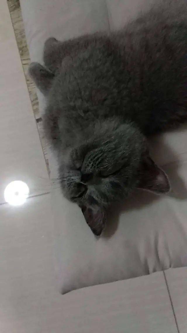 英短蓝猫趴在主人怀里睡成了一只"猪",太可爱了模样萌翻