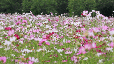 限时3天免门票超1000000株波斯菊花海绚丽登场地址就在