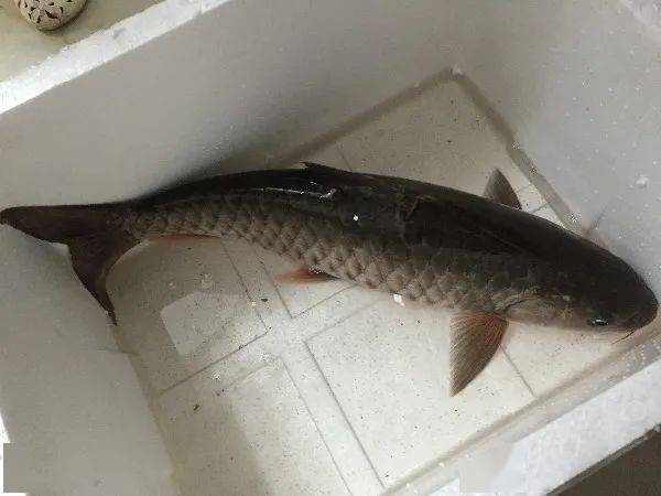 秋后碰到草鱼我从不手软一次买20斤晒干存放冬天吃特香