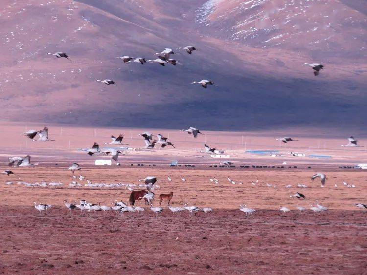 生态称多嘉塘黑颈鹤数量突破历史最高值野生动物保护成效显著