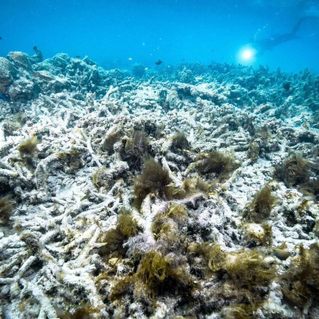 珊瑚礁死亡图片