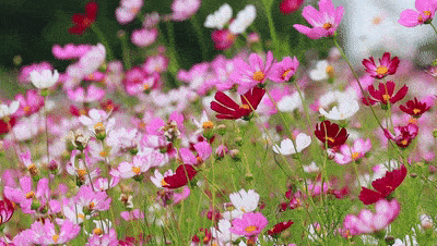 阳光明媚,清风阵阵 ,随风摇曳的波斯菊散发着它独有的味道.