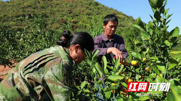 永州回龙圩柑橘富了村民三辆车成标配