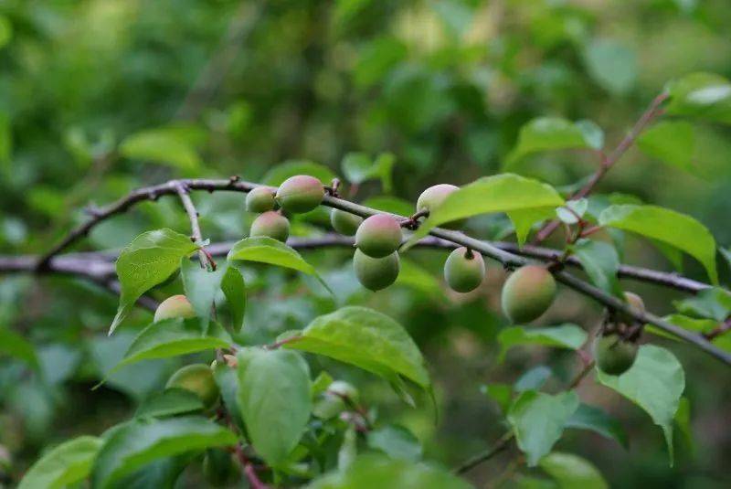 也是他们甜蜜生活的酿造者"李梅"是他们的衣食父母这里的人们会告诉你