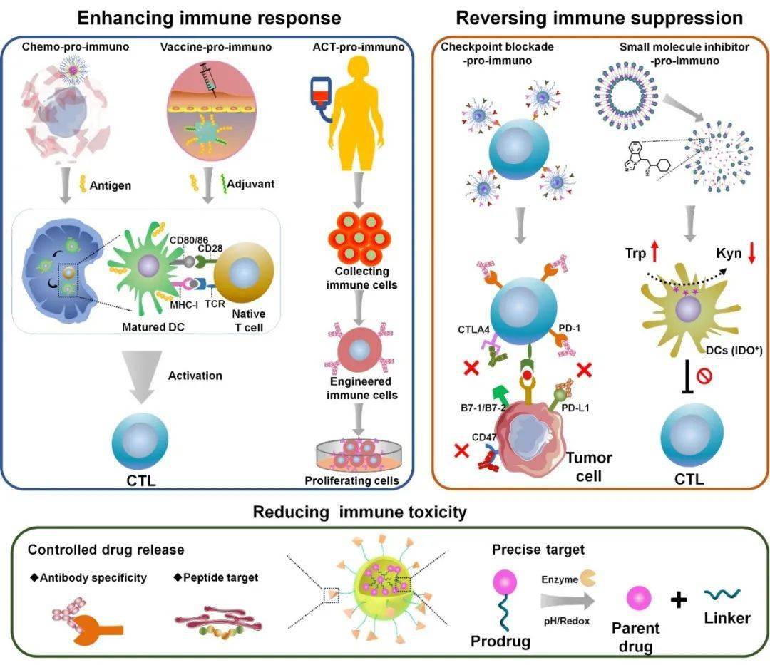 逆轉免疫抑制微環境以及降低免疫治療副作用發揮重要作用