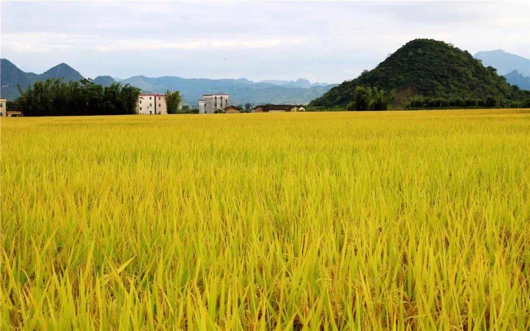 阳山县七拱镇晚稻大丰收金灿灿的颜色是你喜爱的