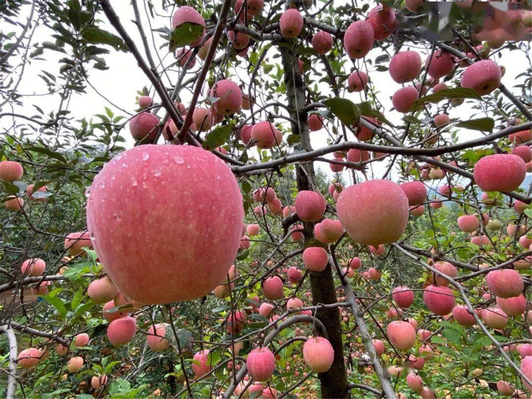 沒時間上山採摘ok優質漿水蘋果送到你身邊