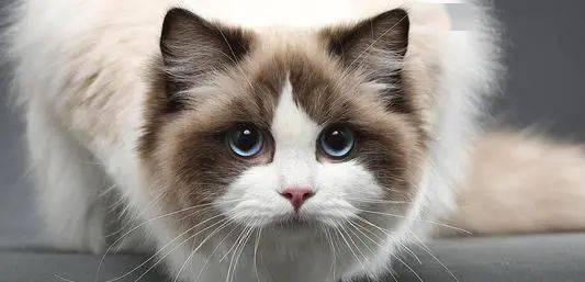 蓝眼睛的白猫为何天生失聪关于猫的眼睛还有多少是你不知道的