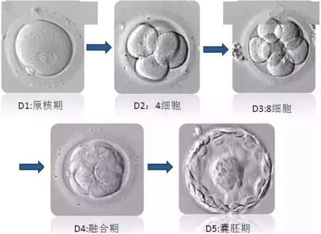 人类受精卵,能在其他哺乳动物子宫内完成发育并生产吗?_实验