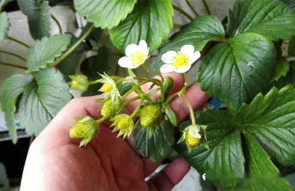 草莓花果期管理重点图解!_手机搜狐网