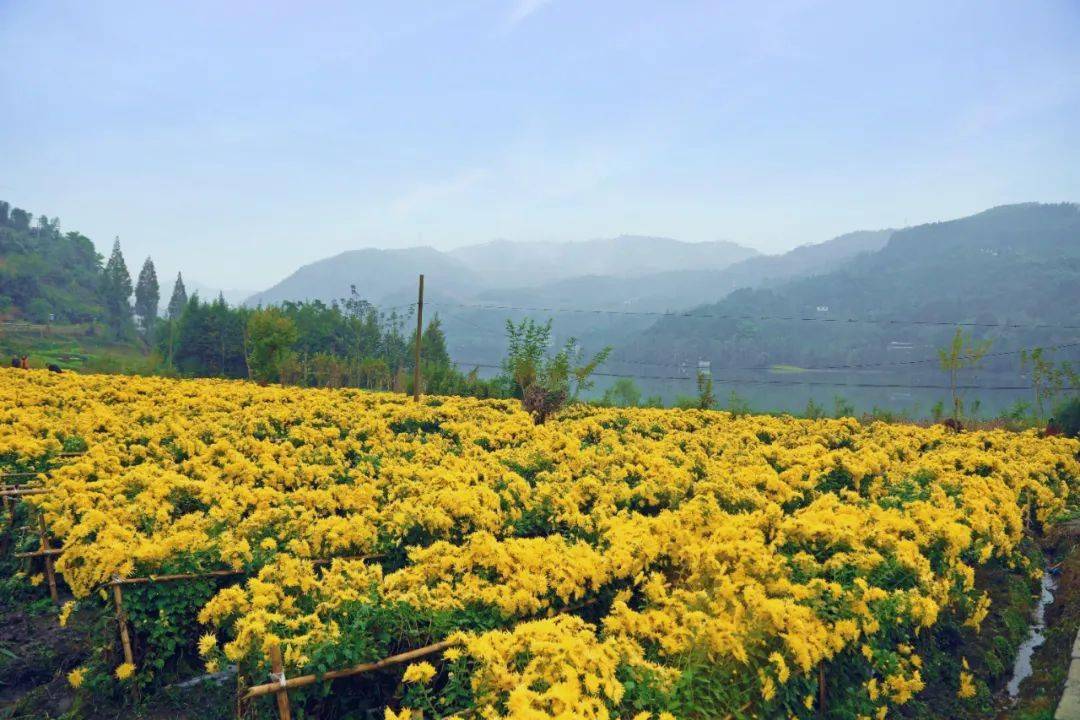乐山这里的金丝皇菊开成花海金灿灿的一片美炸了