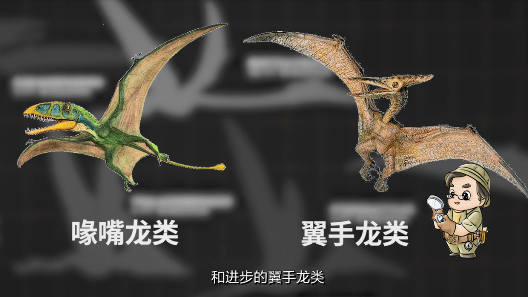 答:在传统分类系统中,翼龙可分为原始的喙嘴龙类和进步的翼手龙类.
