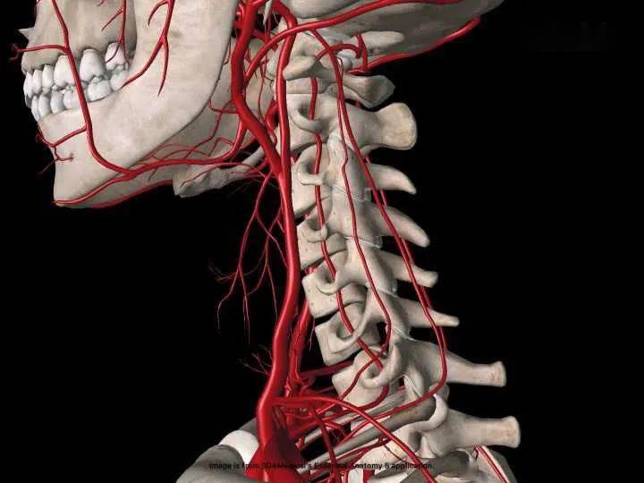 原因2: 颈部周围有丰富的神经组织以及人体重要的颈动脉静脉血管,所以