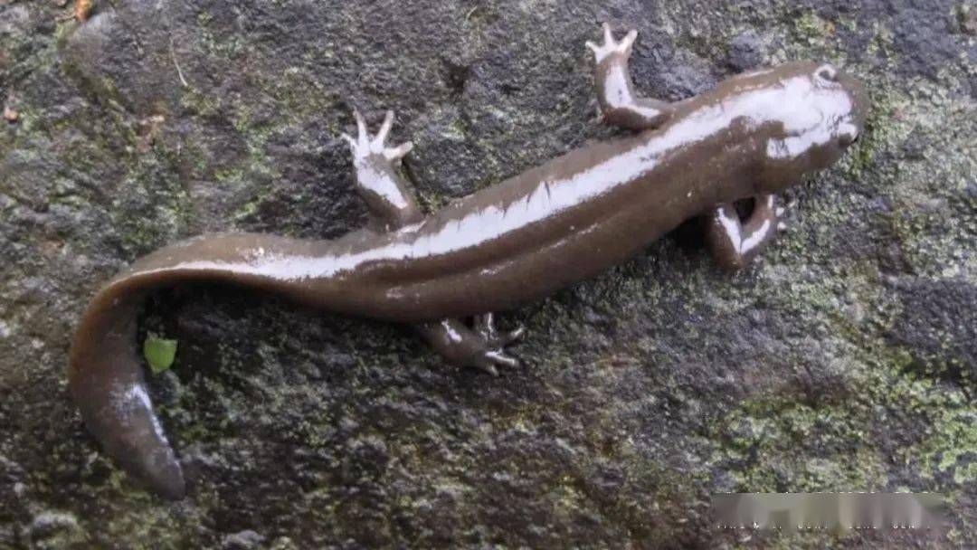 秉志肥螈为什么秉志肥螈会被误认为义乌小鲵呢?