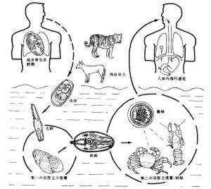 螃蟹肺吸虫图片
