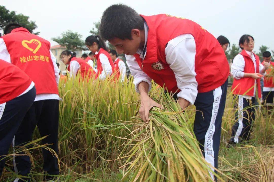 體驗收割傳遞善行這所學校的同學們幹農活也同樣出色