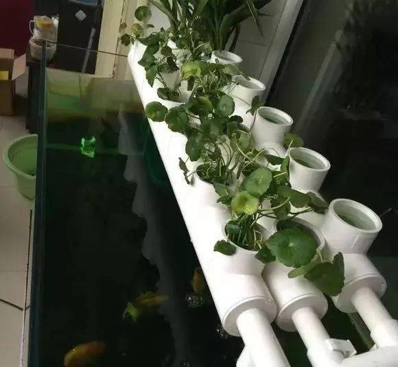 鱼缸过滤这样设计一举三得