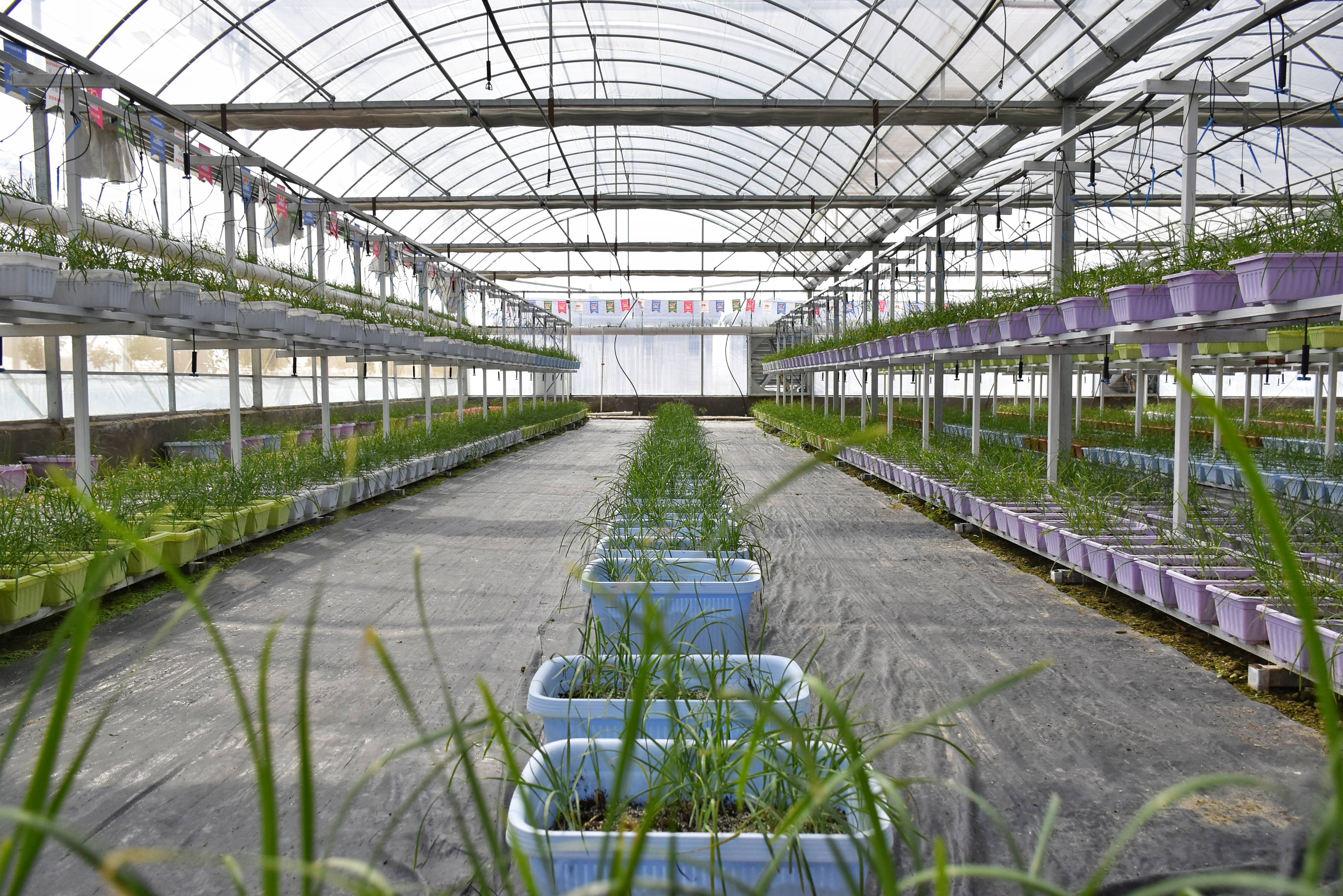 河南农民种植太空韭菜销路广