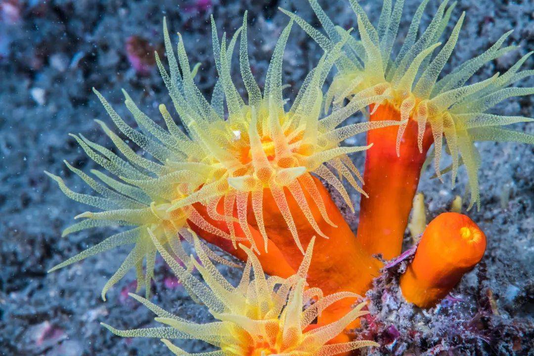 别慌!这些"数学老师"上线啦!_珊瑚虫